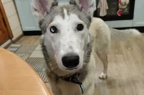 Пропала собака, ул. Заслонова, Калининград