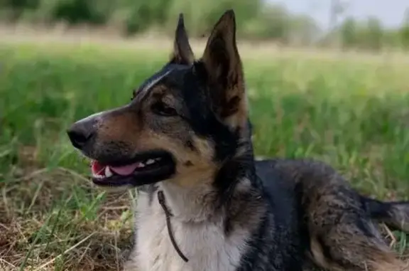 Пропала собака, Кичаново, 57К-0014