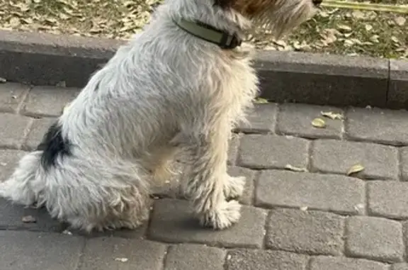 Найдена собака, Ереван, фото: Найдена собака: ул. Вагарша Вагаршяна, 19