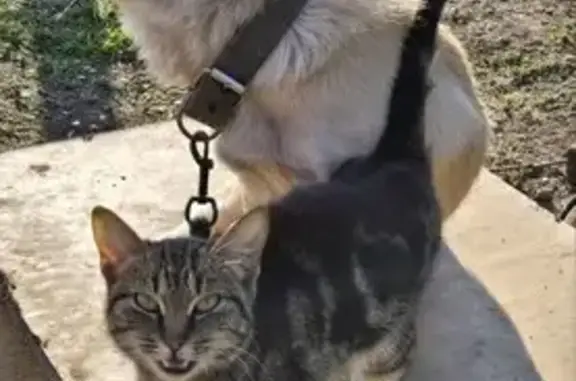 Собака найдена на трассе, Ставропольский край