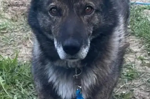 Пропала собака, 3 км, Томская область