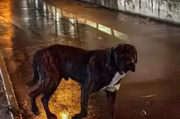 Найдена собака, Тула, фото: Собака найдена: ул. Металлургов, 44Б, Тула