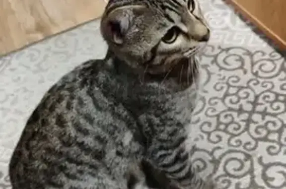 Найдена кошка, Елец, фото: Кошка найдена, Зелёный ошейник 25А, Елец