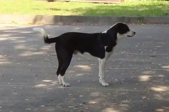 Пропал пес Джек, Тула, Торховский 6А