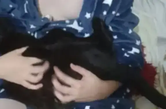 Пропала кошка на Ипподромной, 27А, Омск