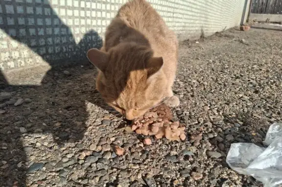 Найдена кошка, , фото: Найдена кошка, Чита, Забайкалье