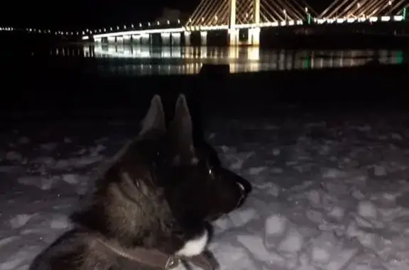 Пропала собака, пр. Победы, 85А, Череповец