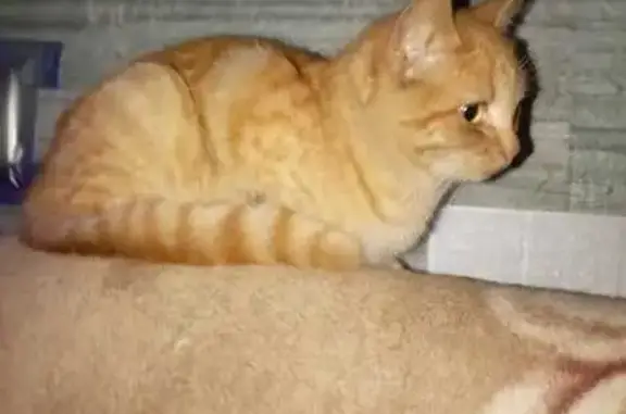 Найдена кошка, Шумерля, фото: Рыжая кошка найдена, Щербакова 32, Шумерля