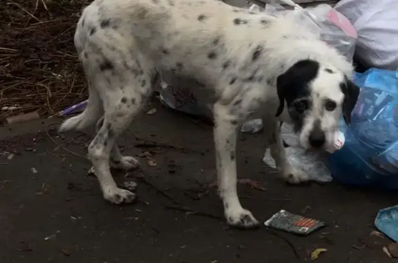 Найдена собака, Казань, фото: Собака найдена: ул. Груздева, 4, Казань