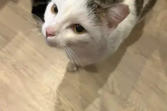 Найдена кошка, Иркутск, фото: Найдена кошка, Иркутск, ул. Р. Люксембург, 217А