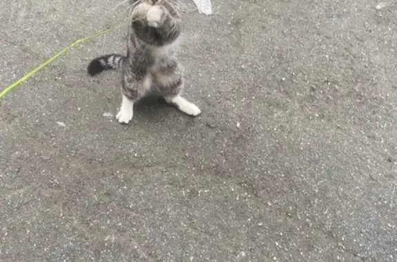 Пропала кошка, Чурина 5/1, Новоуральск