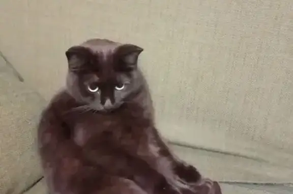 Пропала черная кошка, Всеволожск, Б. пр.