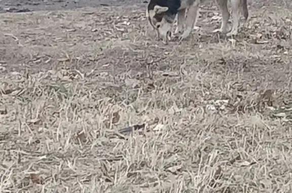 Найдена собака, Копейск, фото: Собака найдена на ул. Томилова, Копейск