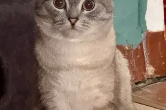 Пропал кот Снежок, Введенское, Западный