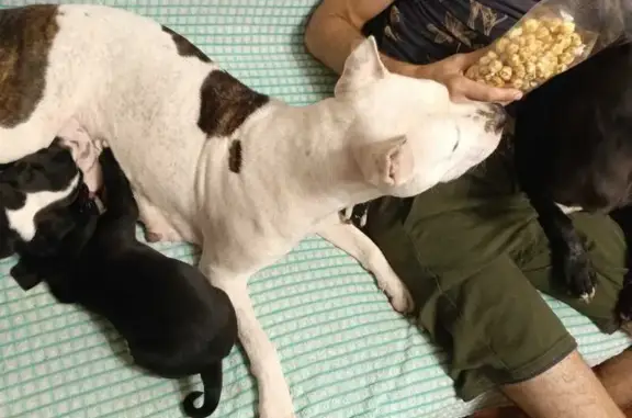 Пропала собака, Калининград, обл.