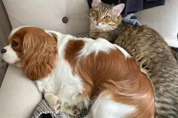 Пропал кот Кексик, Волоколамское шоссе, 6