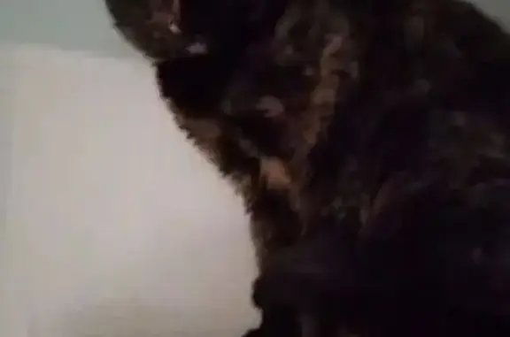 Найдена кошка, Новокузнецк, фото: Трёхцветная кошка найдена на ВЛКСМ, 66