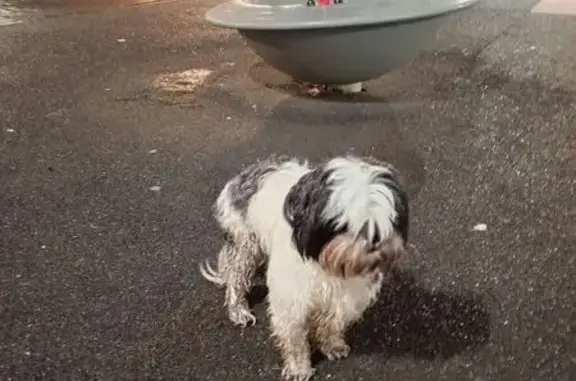 Найдена собака, Москва, фото: Собака найдена: пр. Олимп. Деревни, Москва