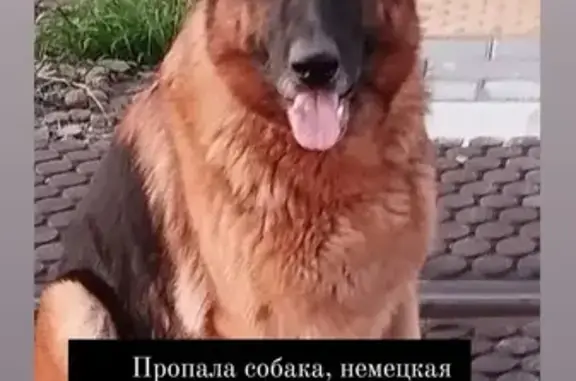 Пропала собака, Гурьевская ул. 28, Ростов-на-Дону