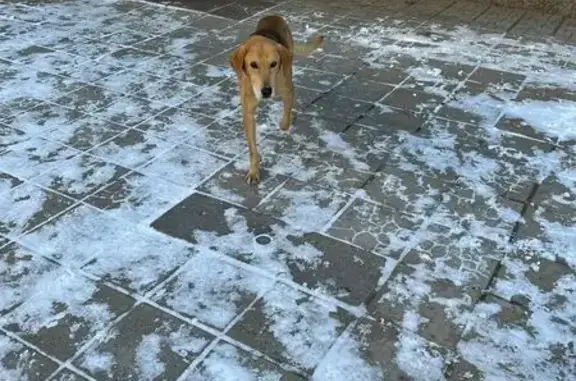 Пропала собака, Великорусское, Омск.