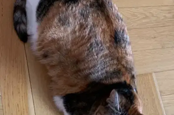 Пропала кошка, Вёшки, Центральная ул.