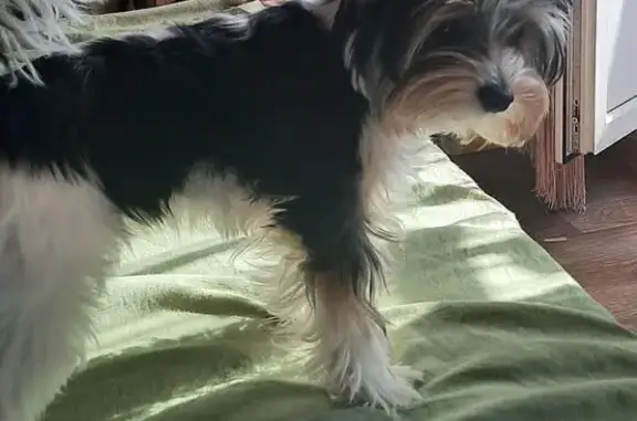 Собаки потеряшки, , фото: Потеряшка собака на ул. Ленинского Комсомола