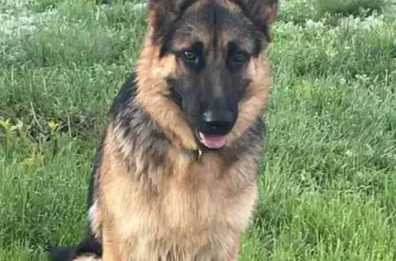 Пропала собака, Темиртауский пер., Темиртау