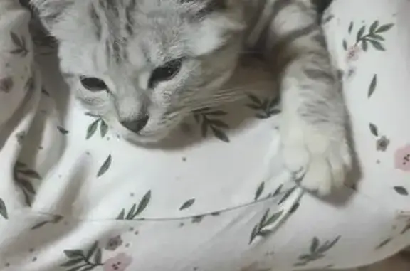 Кошки потеряшки, , фото: Потеряшка кошка, Литовская ул., 110, Ижевск