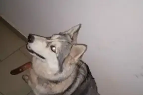 Найденные животные , фото: Собака найдена: Запрудный проезд, 4А