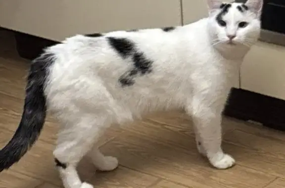 Пропала кошка в Шапкинском поселении