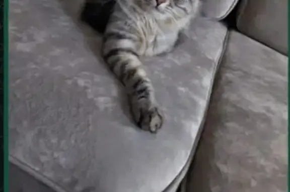 Пропала кошка, Октябрьская ул. 80А, Миллерово