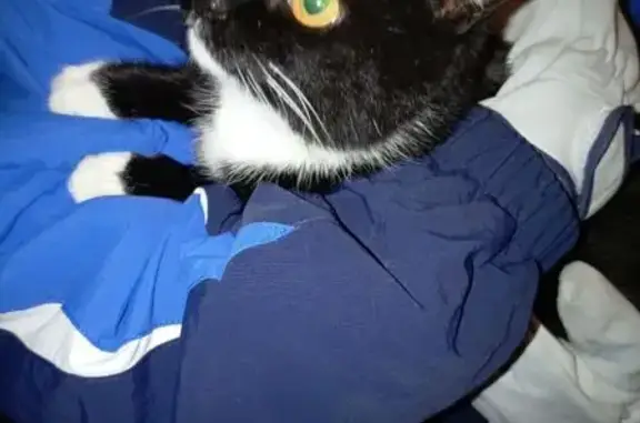 Найдена кошка, Омск, фото: Найдена кошка на Лукашевича, 12, Омск