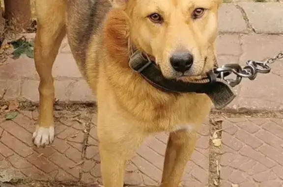 Собаки потеряшки, Рождествено село, фото: Потеряшка собака в Рождествено, ул. Дачная