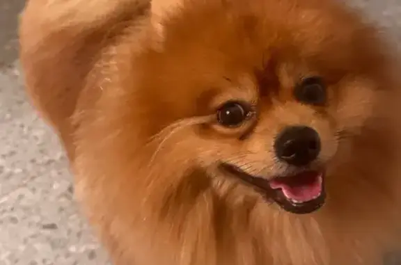 Найдена собака, Калининград, фото: Рыжий шпиц найден: Малая Лесная, Калининград