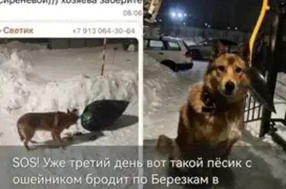 Найдена собака, Новосибирская область, фото: Собака найдена: Новолуговое, НСО