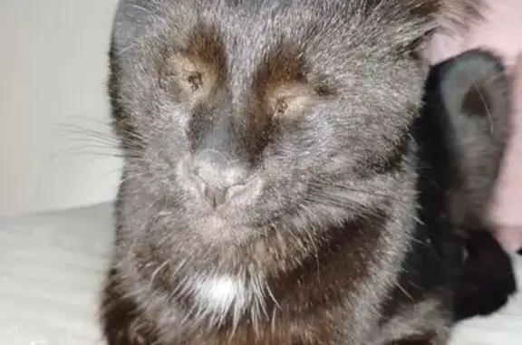 Кошки потеряшки, Великие Луки, фото: Потеряшка слепой кот, Великие Луки, Сибирцева 1А