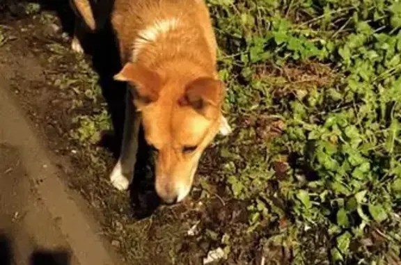 Пропала собака, Новая ул, 14, Ликино-Дулёво