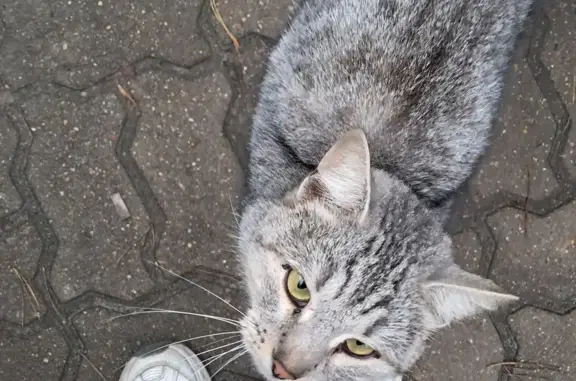 Найдена кошка, Брянск, фото: Кошка у зоомагазина, Камозина 48, Брянск