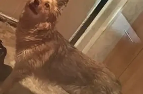 Пропала рыжая собака, Копейск, Чел. обл.