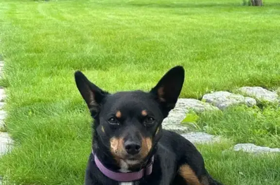 Собаки потеряшки, Калининградская область, фото: Потеряшка собака, Гурьевск, Калининградская обл.