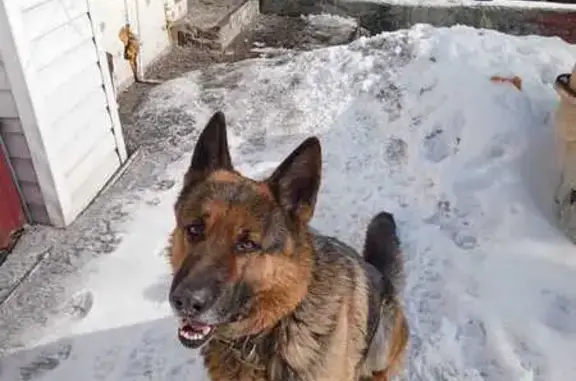 Собаки потеряшки, Бийск, фото: Потеряшка собака, Подгорная ул., 132А, Бийск