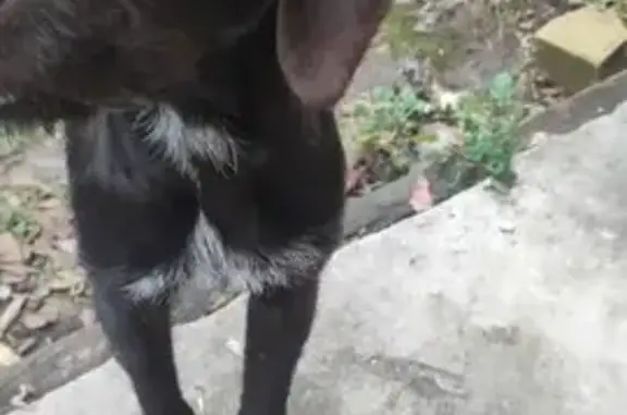 Найденные животные , фото: Собака найдена: Защитная ул., 31, Тамбов