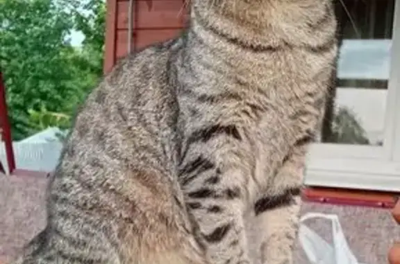 Пропала кошка, ул. Добровольского, 23