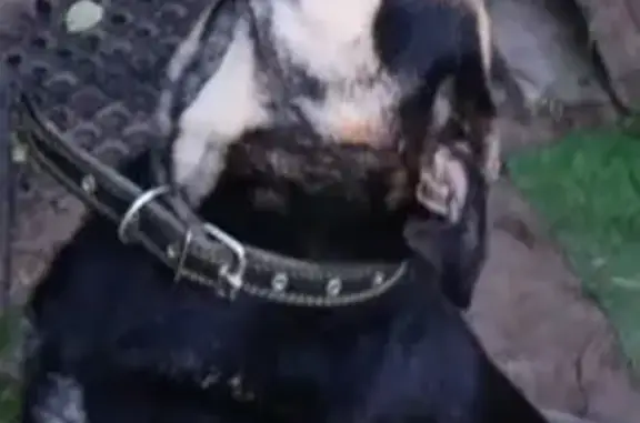 Пропала собака, ул. Матросова, 4, Козельск