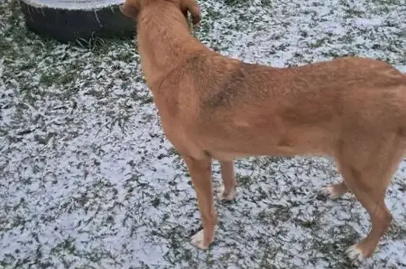 Найдена собака, Увинский район, фото: Найдена собака в СНТ 