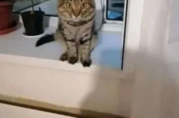 Пропала кошка, ул. Золотухина, Самара