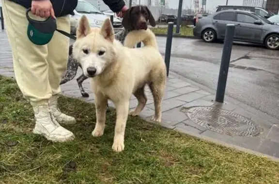 Найдена собака, , фото: Собака найдена у школы в ЖК Бунинские луга