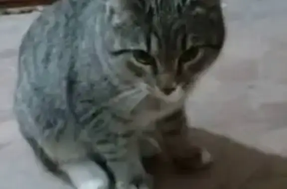 Найдена кошка, Сыктывкар, фото: Кошка найдена в Дырносе, Сыктывкар