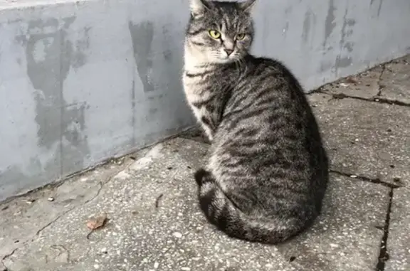 Найдена кошка, Тюмень, фото: Кошка найдена на Рощинском шоссе, Тюмень