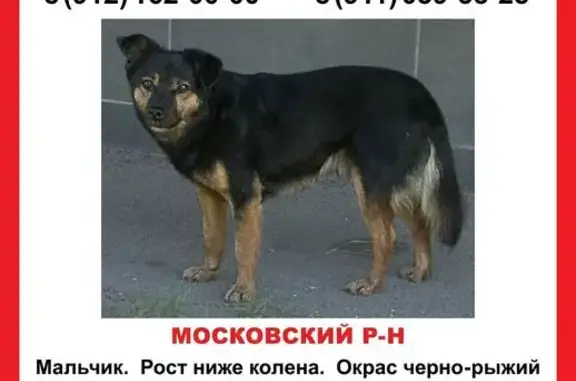 Пропала собака, Среднерогатская ул., СПб